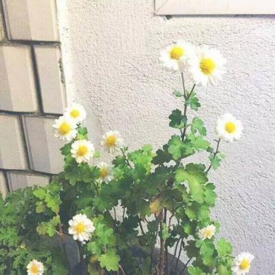 王者指挥官手机版下载